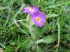 Primula Scotica on North Hill