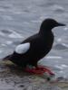 "Tystie" or Black Guillemot