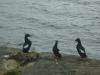 Black Guillemots