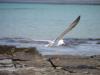 Fulmar gliding along the coastline