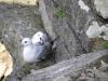 Fulmars on cliff ledge making their feelings known!