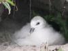 Fulmar chick on nest