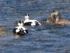 Two pairs of Eiders