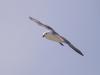 Fulmar in full flight