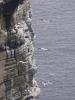 Gannets at Noup Head cliffs