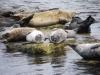 Seals hauled out at Broughton