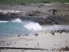 Oystercatchers on the beach