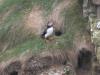 Puffin outside its burrow on the Castle of Burrian