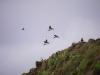 Puffins at the Castle of Burrian